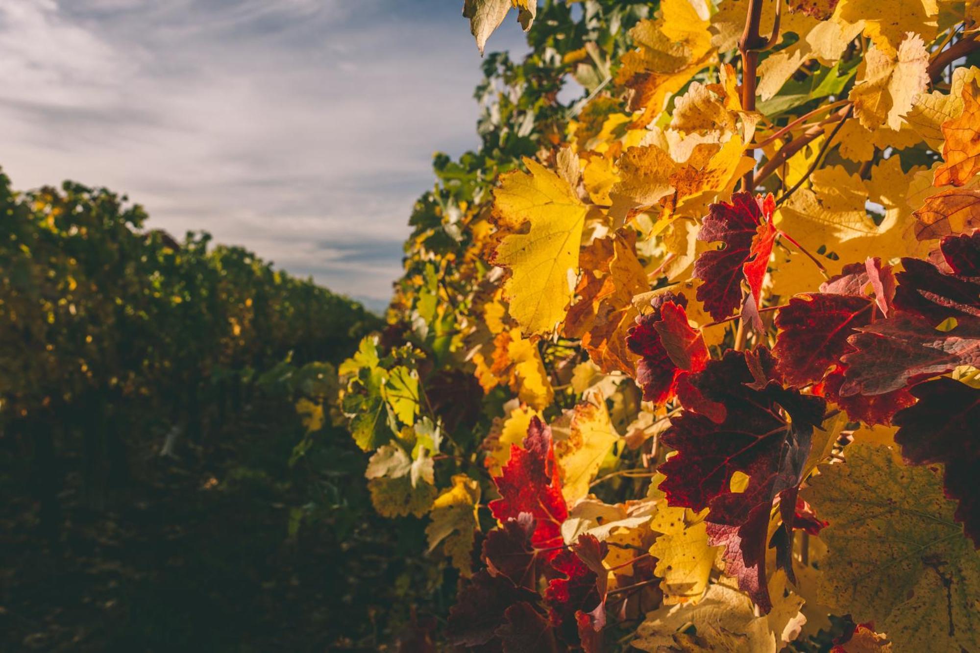 Rosell Boher Winery Lodge & Spa Agrelo エクステリア 写真