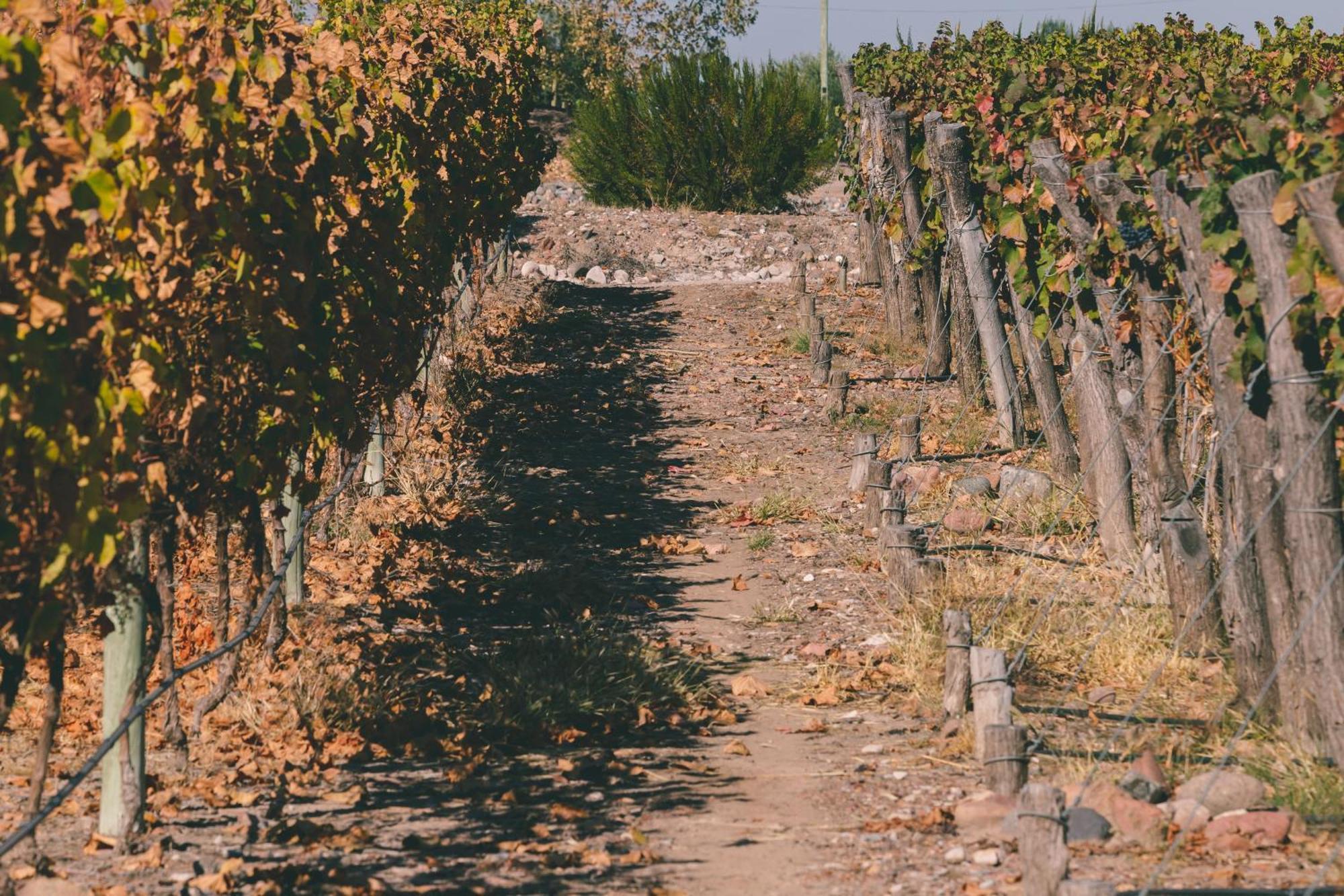 Rosell Boher Winery Lodge & Spa Agrelo エクステリア 写真